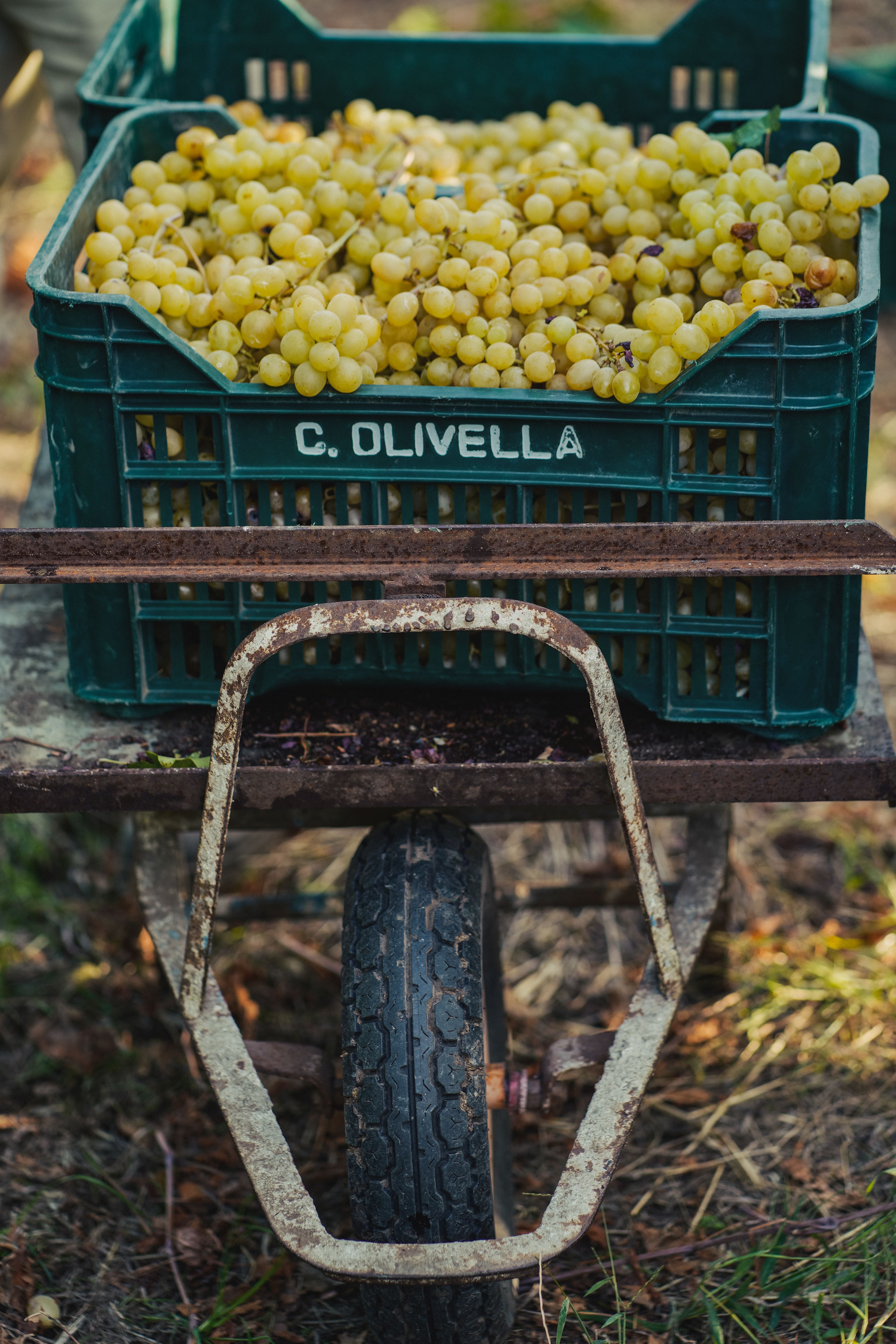 cantine olivella vendemmia