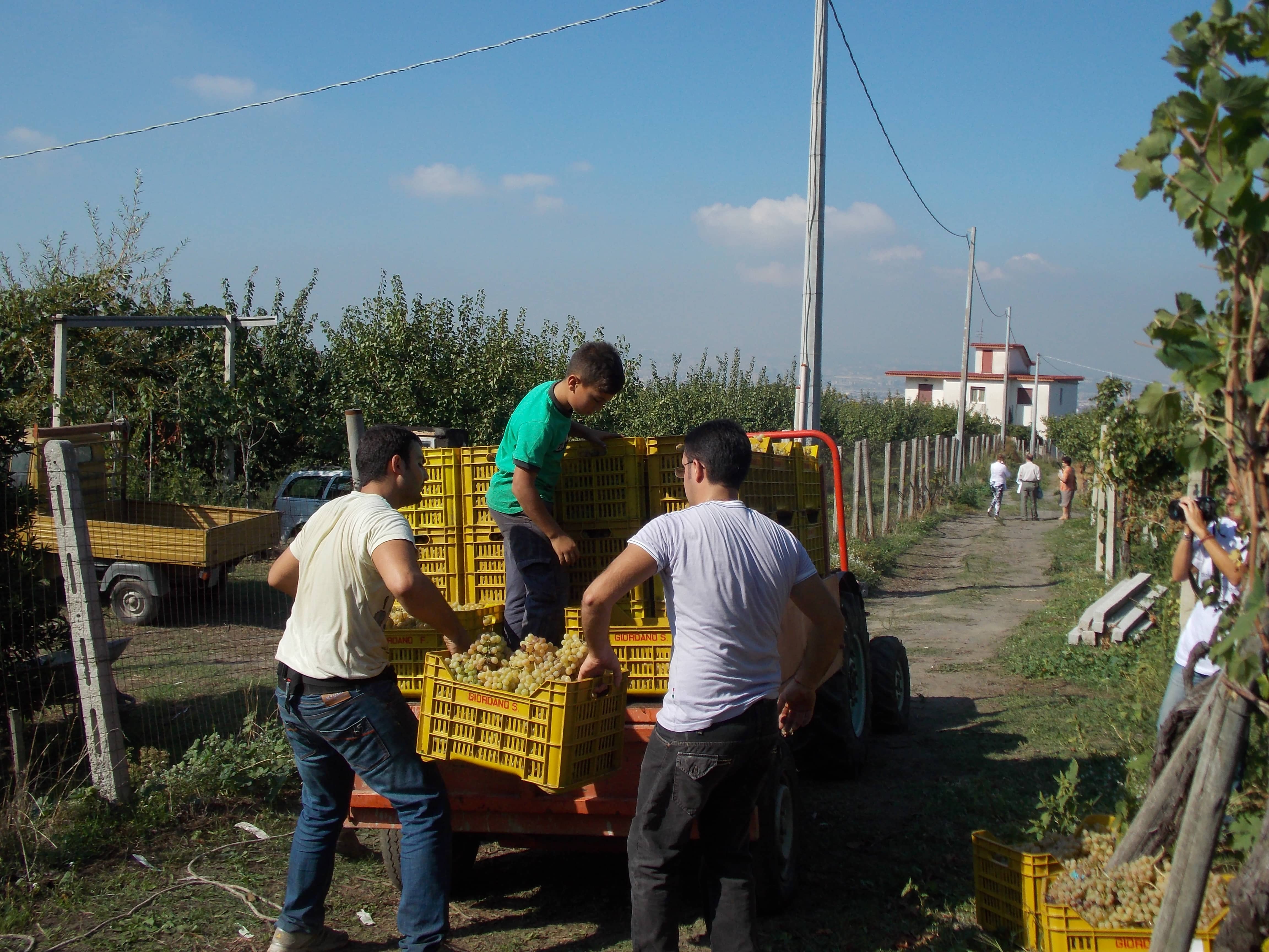 cantine olivella vendemmia