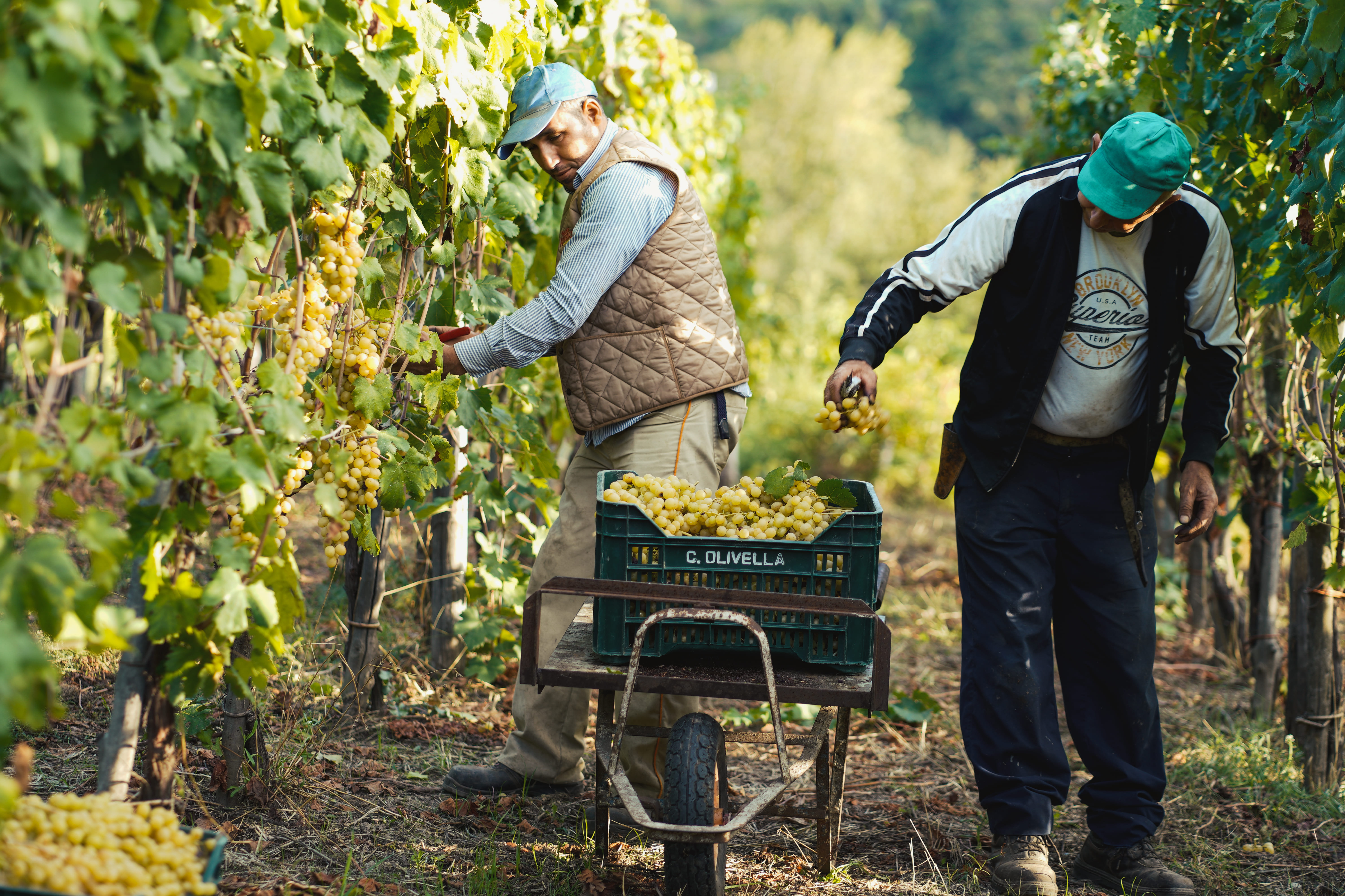 cantine olivella vendemmia