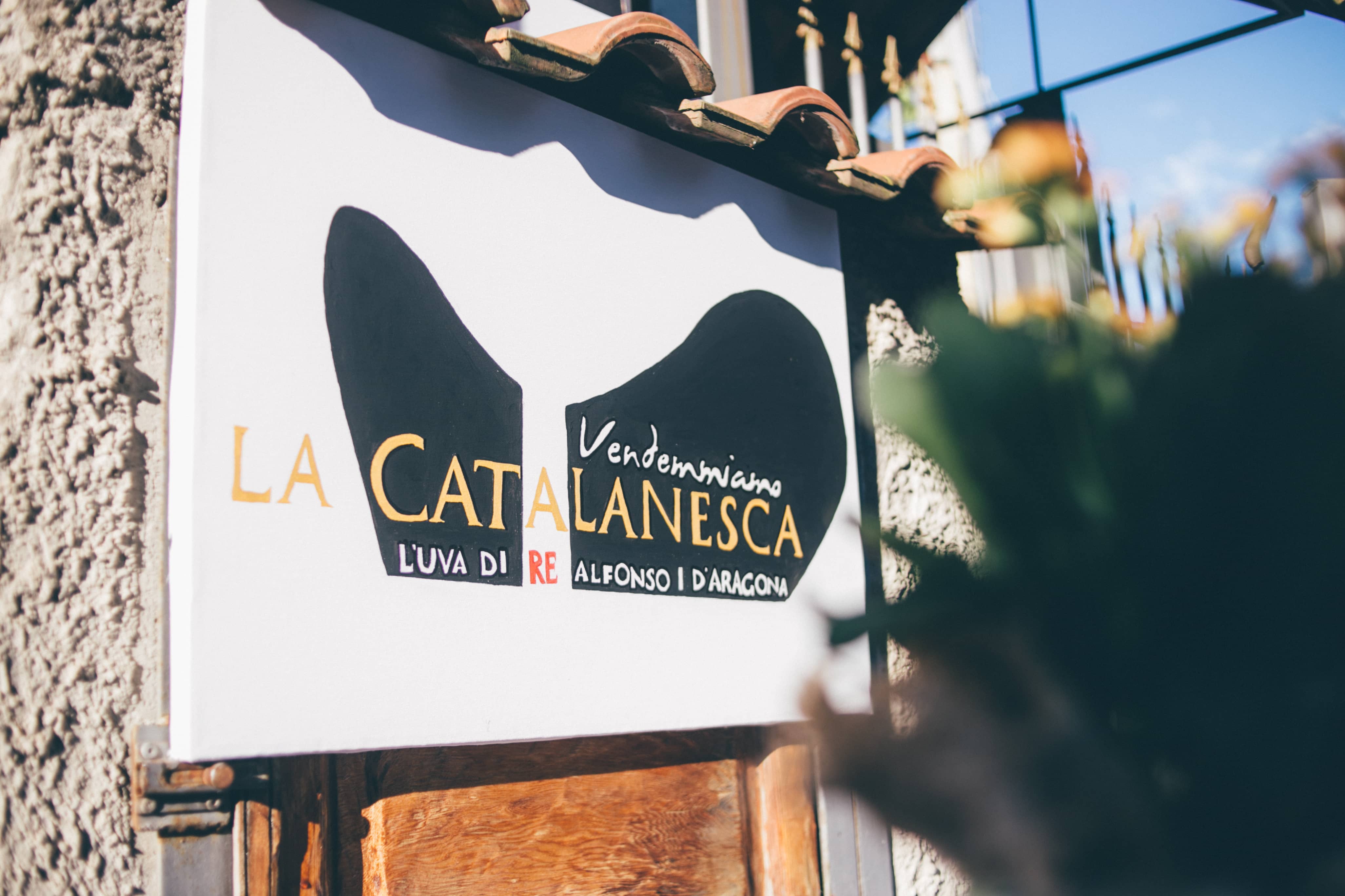 cantine olivella vendemmia