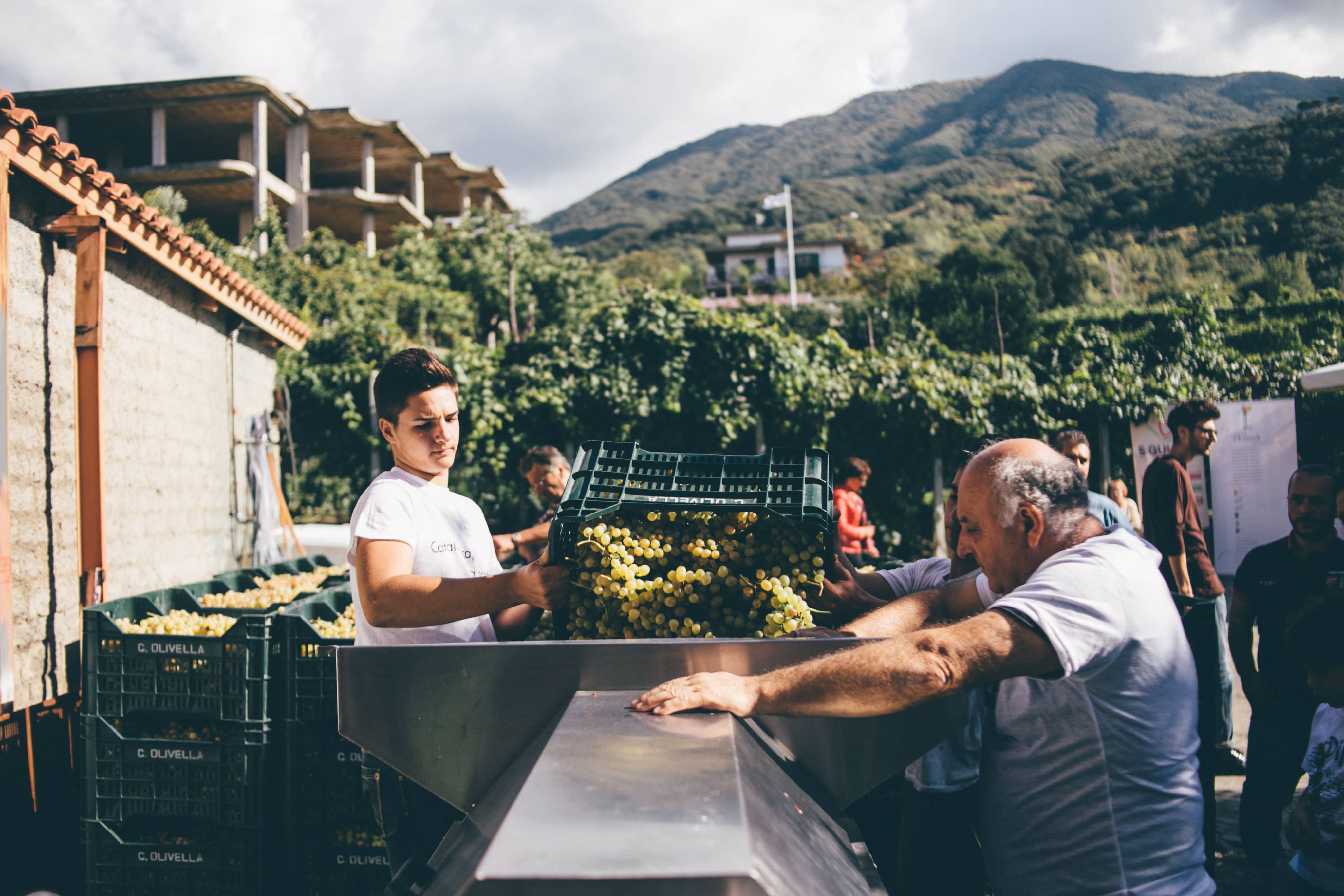 cantine olivella vendemmia