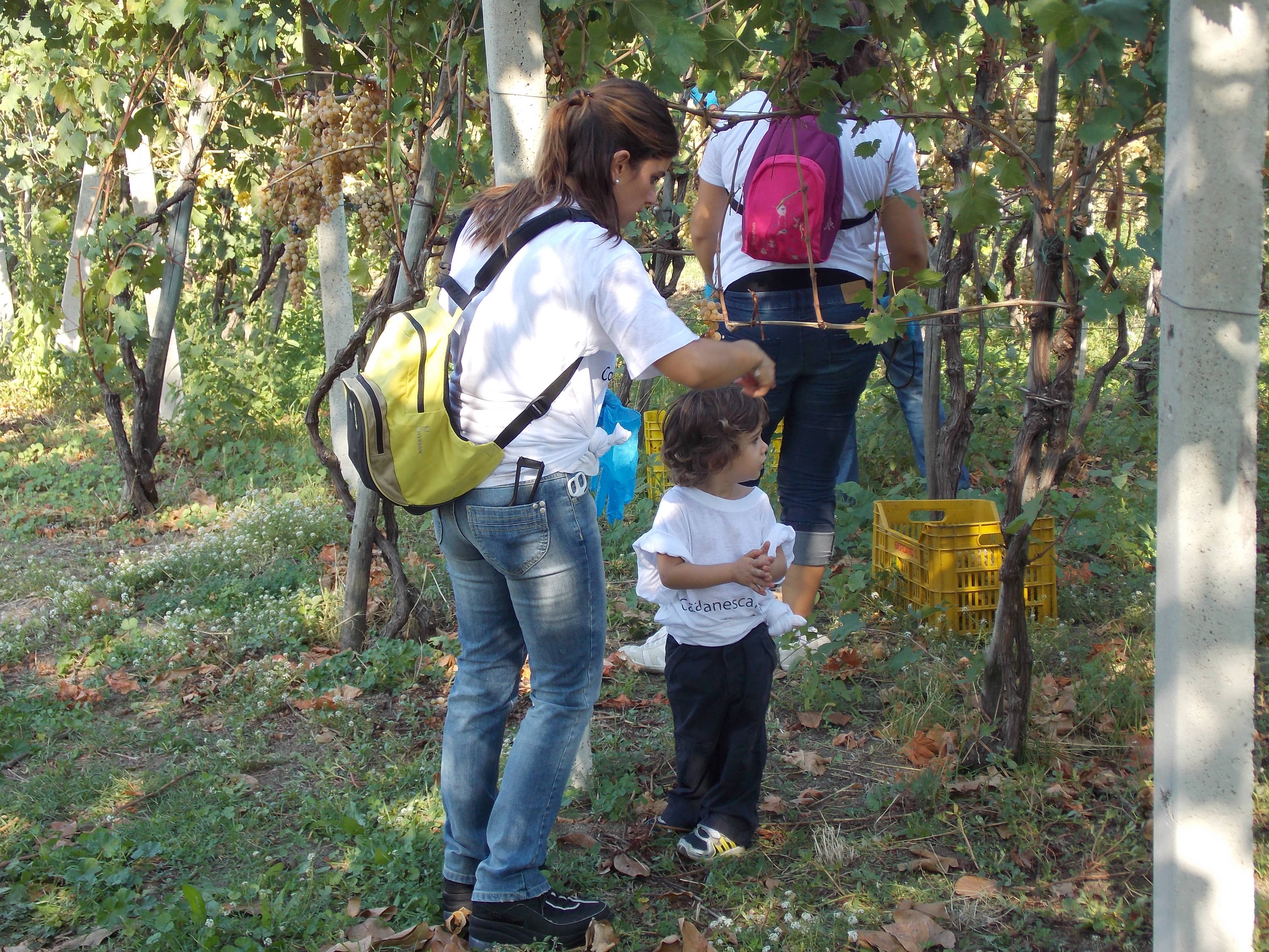 cantine olivella vendemmia